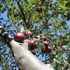 5 Pick-Your-Own Apple Orchards Not Too Far From NYC